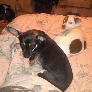 Meet your Posher, Frank